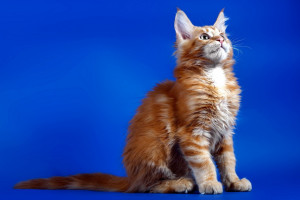 老牌俱乐部再战！电竞圈新人辈出，经典永不落幕